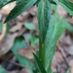 Eryngium foetidum 葉