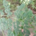 Moringa oleifera পাতা