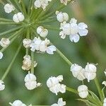 Laserpitium gallicum Flower