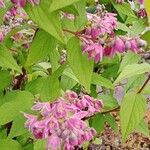 Deutzia crenata Цветок