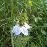 Nigella damascenaFlor