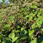 Rubus divaricatus Froito