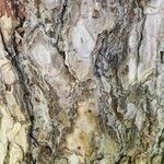 Pinus nigra 树皮