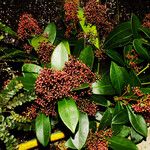 Skimmia japonica Alkat (teljes növény)