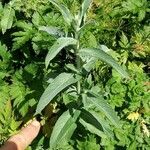 Mentha longifolia Leaf