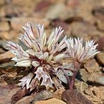 Allium atrorubens Blomma