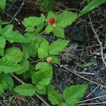 Rubus ursinus 整株植物