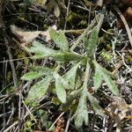 Ranunculus paludosus Foglia