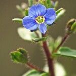 Veronica acinifolia Inny