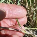 Eragrostis elongata Corteccia