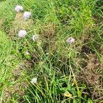 Knautia integrifolia Habitus