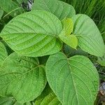 Clerodendrum infortunatumLapas