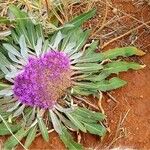 Carthamus rhaponticoides Blüte