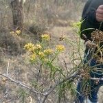 Euthamia graminifolia Flor