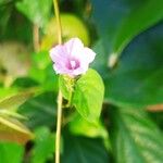 Ipomoea trilobaŽiedas