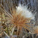 Ptilostemon hispanicus Flower
