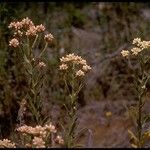 Pseudognaphalium ramosissimum Floare