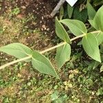 Verbesina alternifolia Blatt