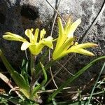 Gagea bohemica Квітка