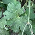 Geranium wlassovianum Yaprak