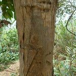 Markhamia tomentosa Rinde