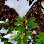 Rhododendron schlippenbachii Hoja