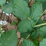 Rubus argutus Blatt