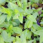 Vinca herbacea List