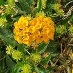 Lantana camara Bleunienn
