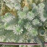 Myriophyllum aquaticum List