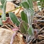 Sisymbrium orientale Листок