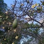 Ceiba speciosaFruit