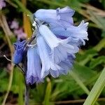 Brimeura amethystina Fula