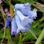 Brimeura amethystina Blomst