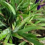 Iris pumila 葉