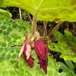 Podophyllum aurantiocaule Õis