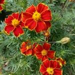 Tagetes patulaCvet