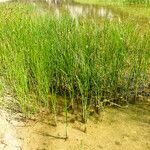 Bolboschoenus maritimus Συνήθη χαρακτηριστικά