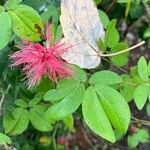 Calliandra tergeminaLeaf