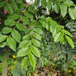 Koelreuteria bipinnata Leaf