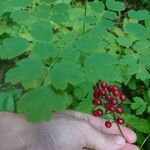 Actaea rubra पत्ता