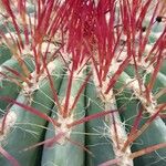 Ferocactus pilosus Ліст