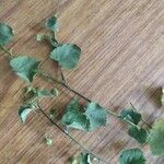 Sida cordata Frunză