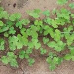 Merremia hederacea Habitus