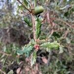 Quercus berberidifolia Ліст