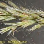 Helictochloa bromoides Fleur