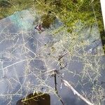 Utricularia minor List