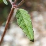 Galeopsis ladanum Leaf