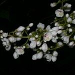 Adelobotrys adscendens Flor