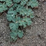 Lomatium martindalei ᱛᱟᱦᱮᱸ